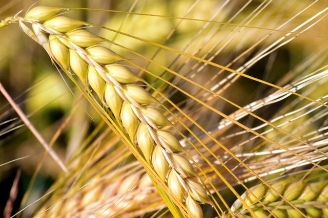 Grain Price Indexes